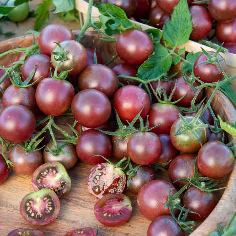 Tomate Black Cherry