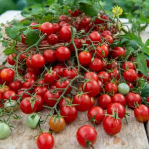 Tomate Cerise