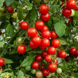 Tomate Cerise - BIO