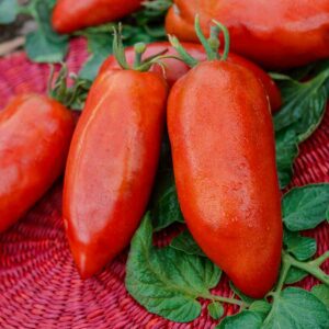 Tomate Cornue des Andes - Légumes d'Autrefois