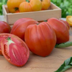 Tomate Cuor Di Bue (Cœur de Bœuf)