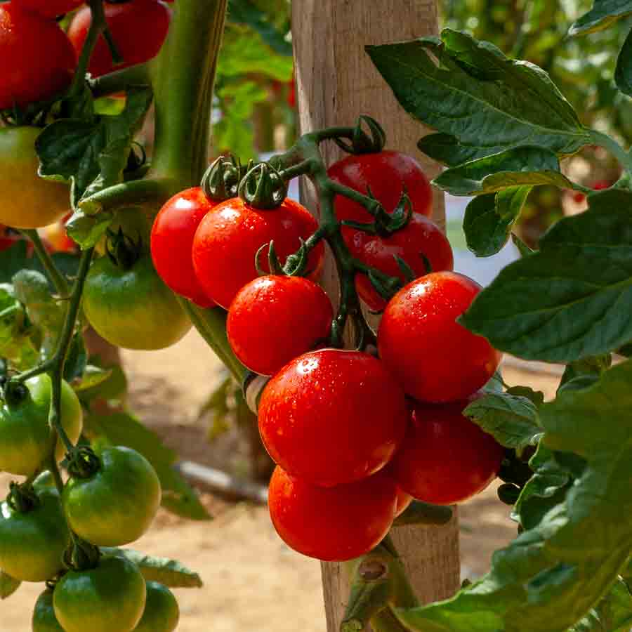 Tomate Harmony HF1 - Graines d'Exception