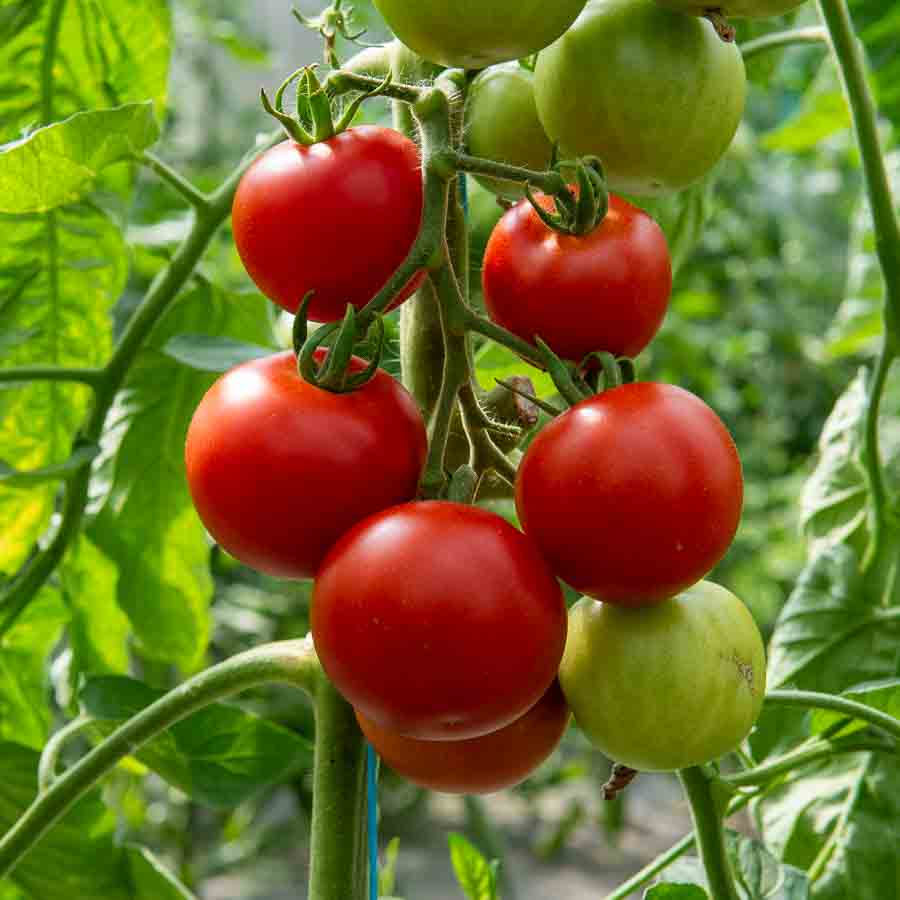 Tomate Matina - BIO