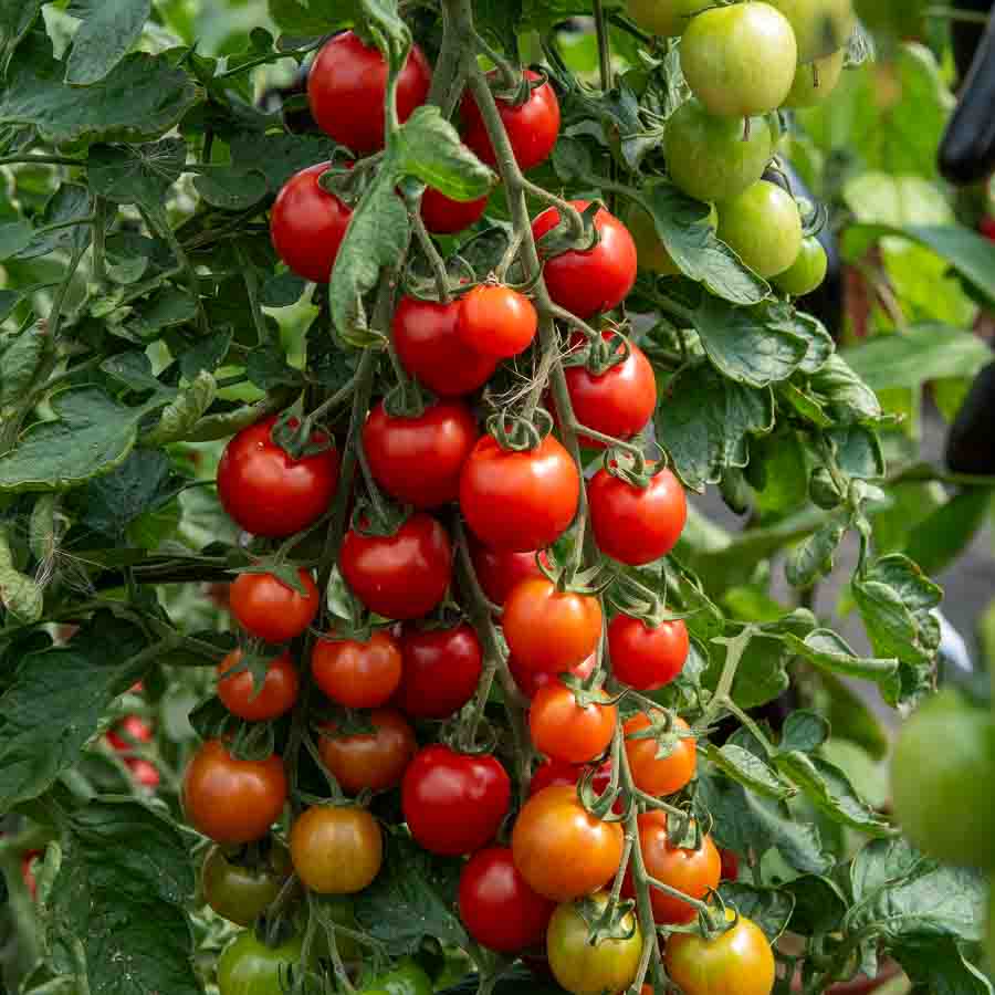 Tomate Sweetbaby - Graines d'Exception