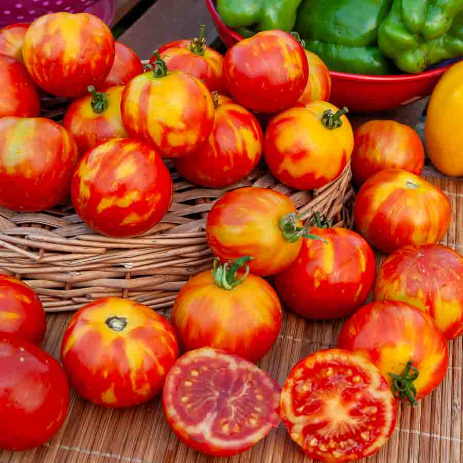 Tomate Tigerella Bicolore - BIO