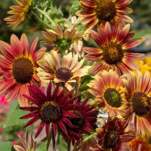 Tournesol Beauté d'Automne