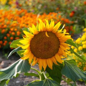 Tournesol Nain Sunspot
