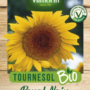 Tournesol Royal Nain - BIO