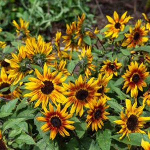 Tournesol Suntastic HF1 - Graines d'Exception