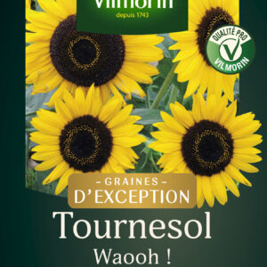 Tournesol Waooh! - Graines d'Exception