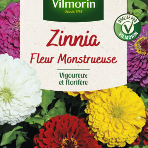 Zinnia à Fleur Monstrueuse
