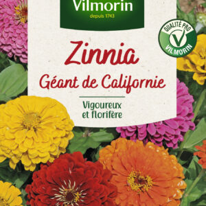 Zinnia géant de Californie mix