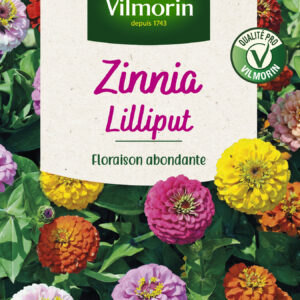 Zinnia Nain Lilliput