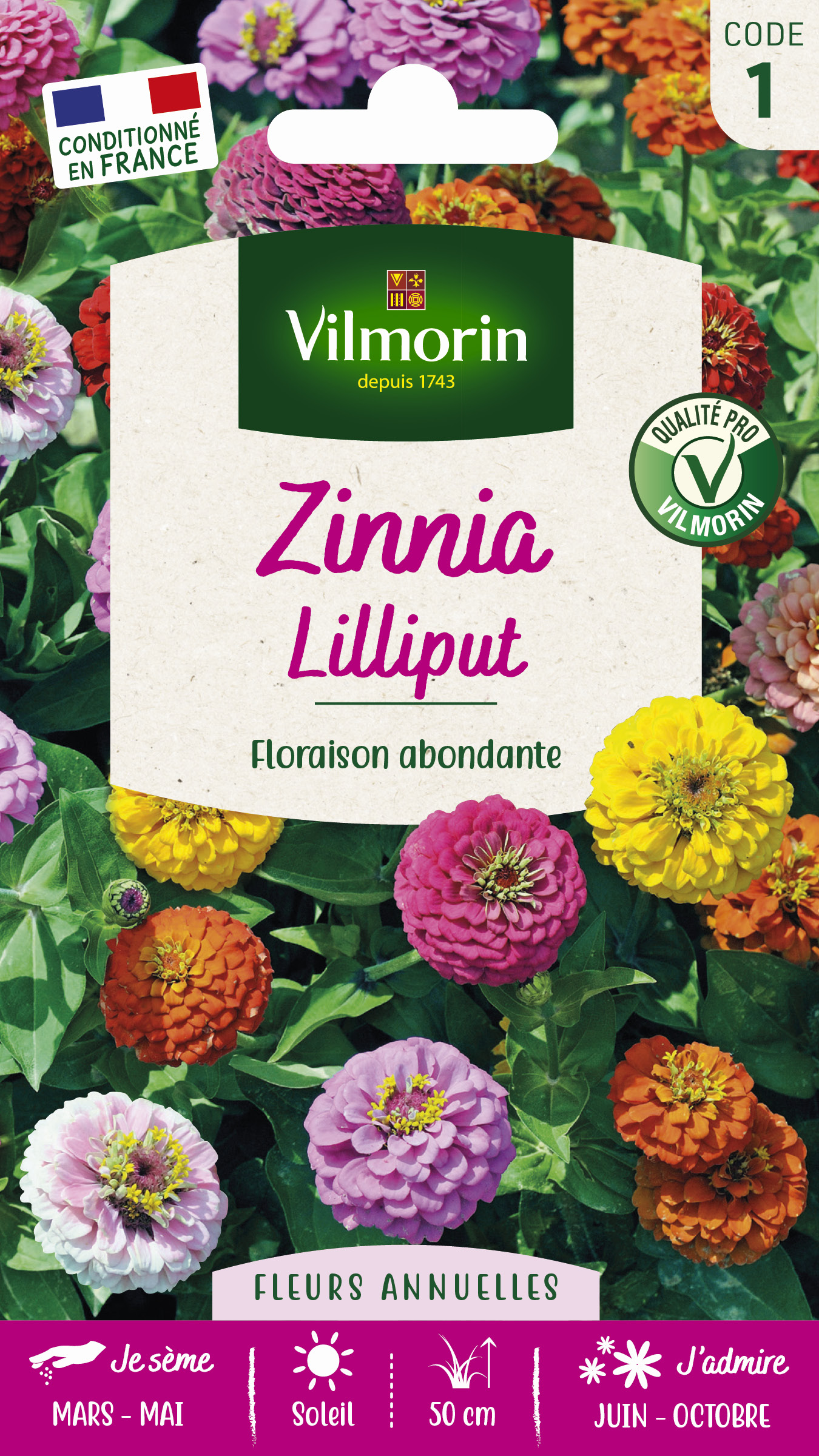 Zinnia Nain Lilliput