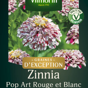 Zinnia Pop Art Rouge et Blanc - Graines d'Exception